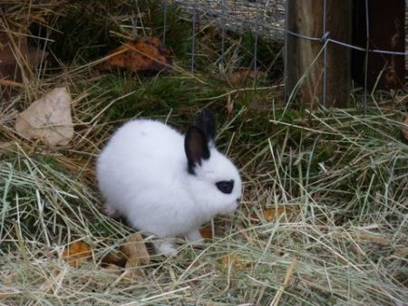 EARS rescue rabbit