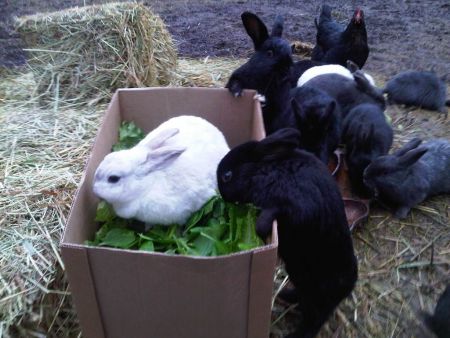 EARS rabbits self-serve salad box