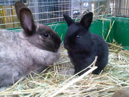 EARS rescue rabbits