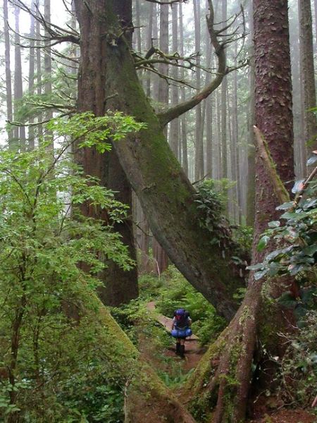 Hiker on the Juan de Fuca trail