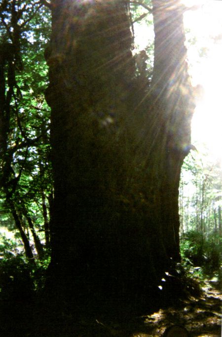 Shawn in the tree