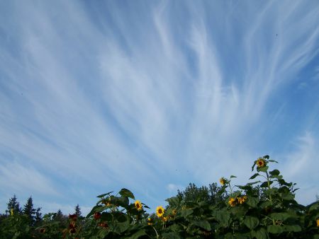 Photo credit: UBC Farm blog