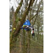 Up a tree 