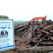Foreshore logs stacked for removal. 