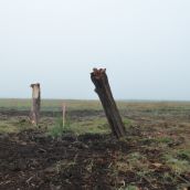 Newly installed `perches`for birds of prey 
