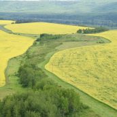 Over Site C
