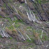 Over Site C