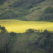 Over Site C