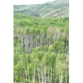 Over Site C
