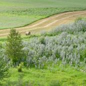 Over Site C