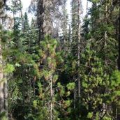 15 – Up High, Looking Eastward Toward River