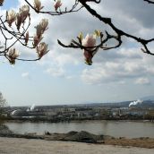 View from a magnolia tree along the SFPR route over to Annacis Island