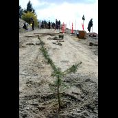 Tree-planting