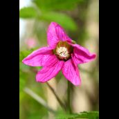 Salmonberry blossom