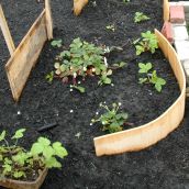 Guerilla Gardening in the East Side