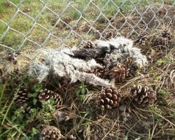 rabbit remains at UVic sports field