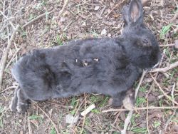 Dead rabbit UVic May 2010