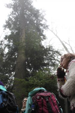 Pondering the camoflauge of the hemlock under a great cedar