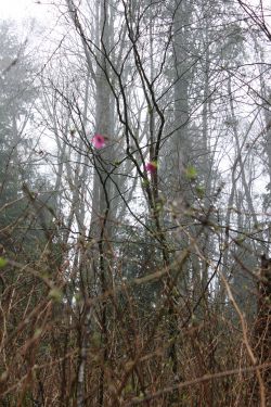 Salmonberry shrubs offer amazing fruit but also edible flowers and buds!