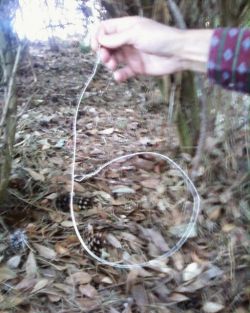 snare in bushes at UVic near sports fields