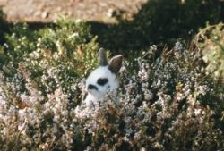 rabbit in heather UVic, at risk of poison and traps