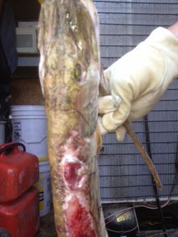 Deformed fish from the Athabasca. Photo: ACFN