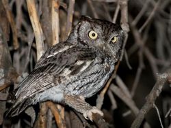 adult Western Screech Owl, endangered species, resident of Surrey