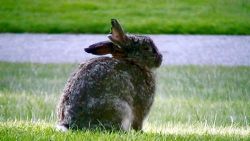BC Supreme Court decision on UVic rabbit injunction to be announced Monday Aug. 30 2010