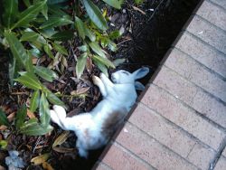 Bromadiolone poisoned young rabbit UVic 2010