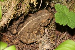 Western Toad