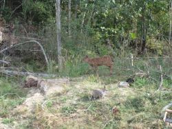 fawn visits with rabbits at Coombs