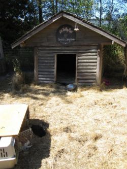 rabbits enter new home at Coombs