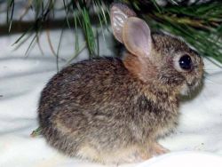 Giving wildlife a second chance