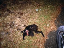 Rabbit decapitated by trappers, UVic 2010, photo courtesy of Heather Clebo