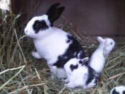 Cute, but they live for 10 years and need lots of care!