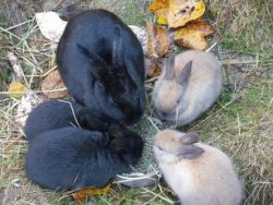 EARS rabbits Coombs BC enjoying pellet meal