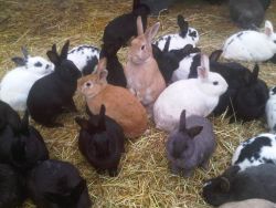 EARS rabbits, Coombs, BC Jan 2011