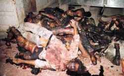 Muslims doused with-gasoline and set on fire by Genocidal mobs. Western democracies and human rights groups the world over accuse Narindra Modi for complete complicity in these heinous crimes. Muslims doused with-gasoline and set on fire by Genocidal mobs. Western democracies and human rights groups the world over accuse Narindra Modi for complete complicity in these heinous crimes.