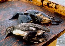 dead sea birds