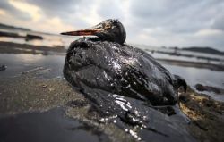oiled bird barely alive