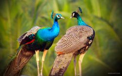 Pair of peacocks