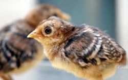 peacock chicks