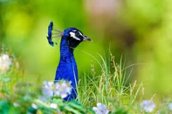 Peacock enjoying the summer day