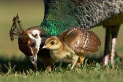 peacock mom and babe