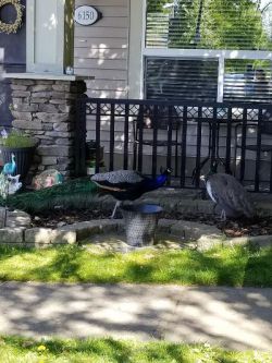 peacock pair photo by Steve Jones