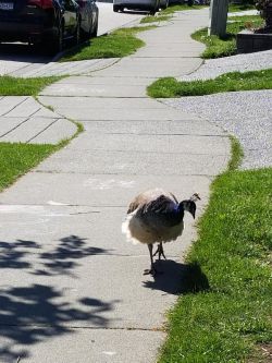 peahen walking