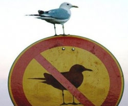 bird, no bird