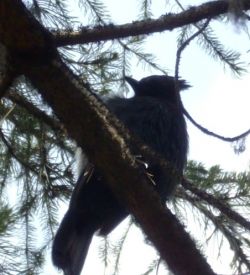 Stellar Jay