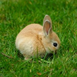 BC Supreme Court Grants Injunction to Protect UVic Rabbits July 30 2010